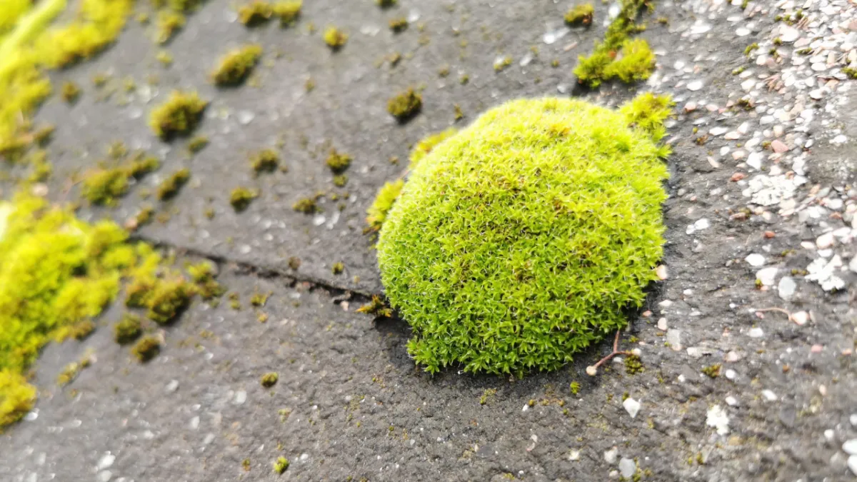 professional Olympia moss treatment