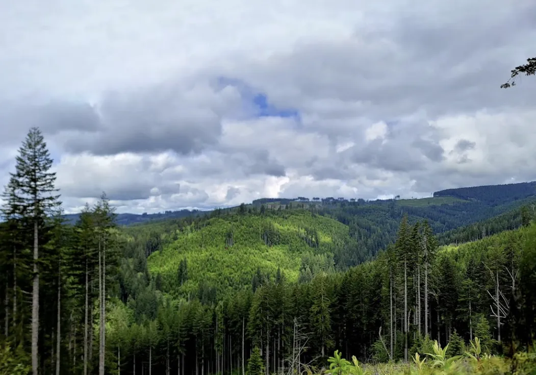 Capitol State Forest South Bay Washington