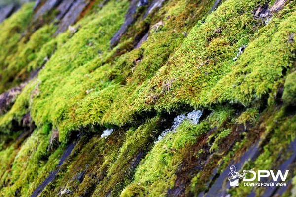 professional Olympia roof cleaning moss removal