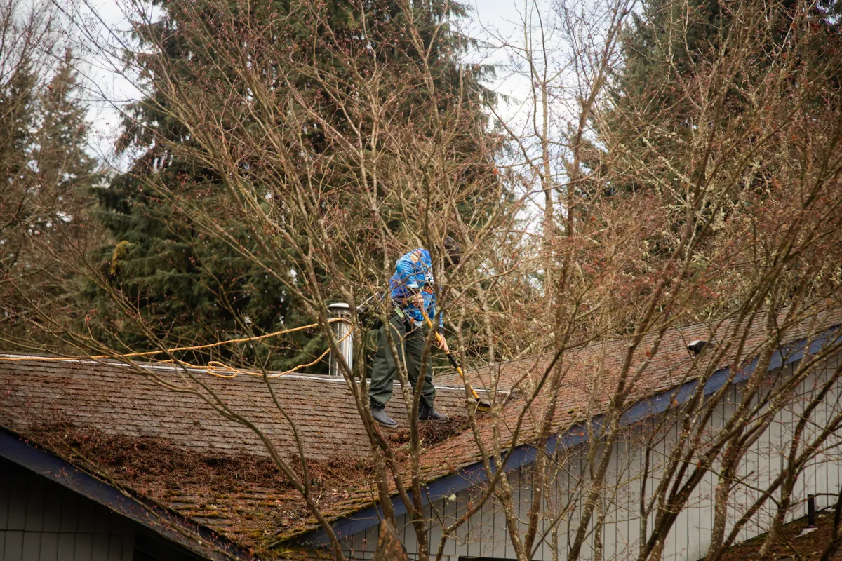 before roof cleaning Olympia Washington