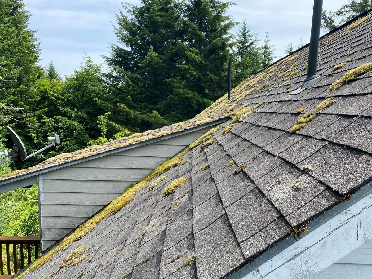 Roof receiving moss treatment