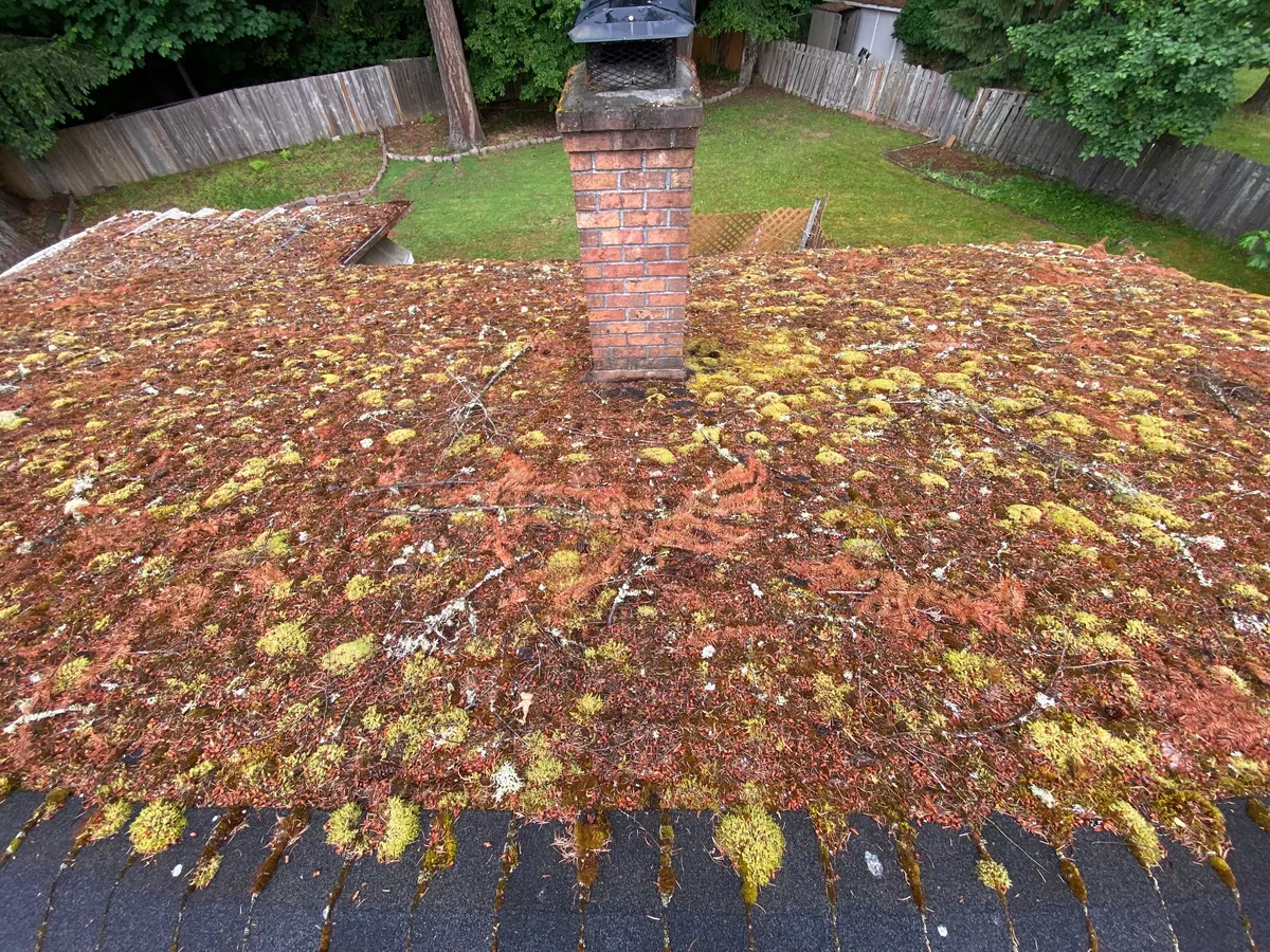 professional Olympia roof cleaning cedar shingles