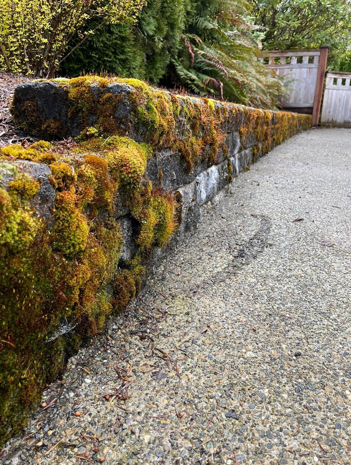 Olympia concrete cleaning patio driveway pavers