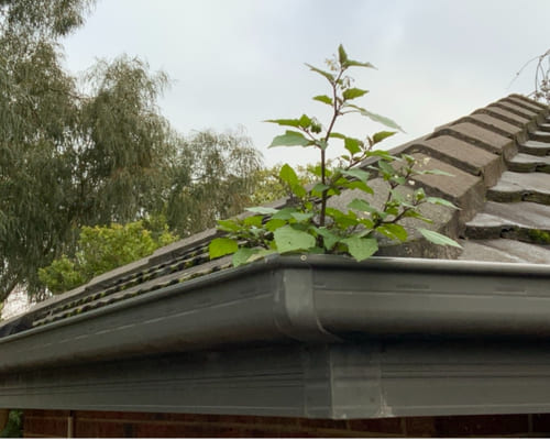Asbestos Inspections Kinglake Central