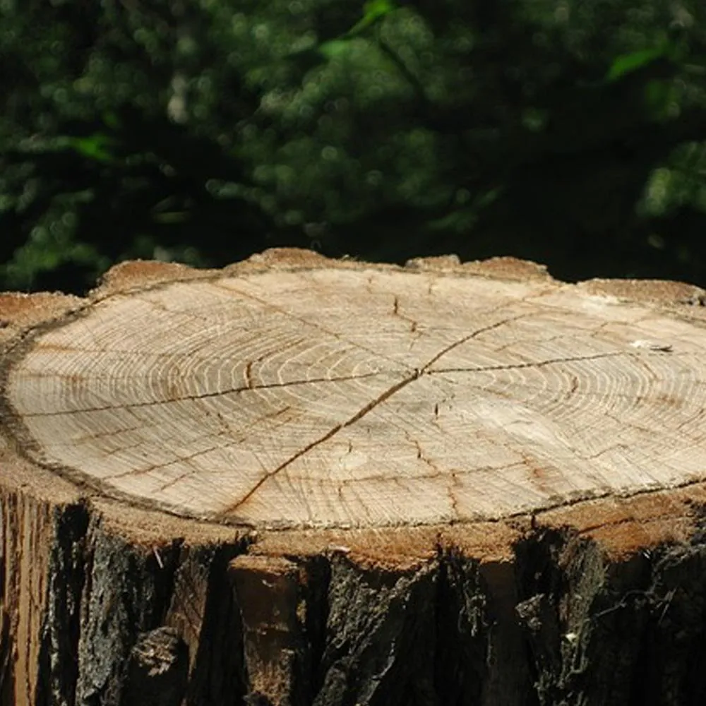 Tree stump in Chatham Ontario