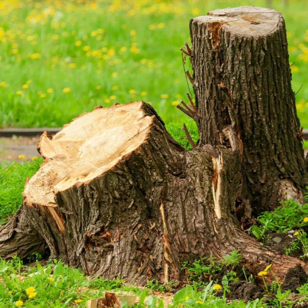 Two tree stumps in Chatham Ontario