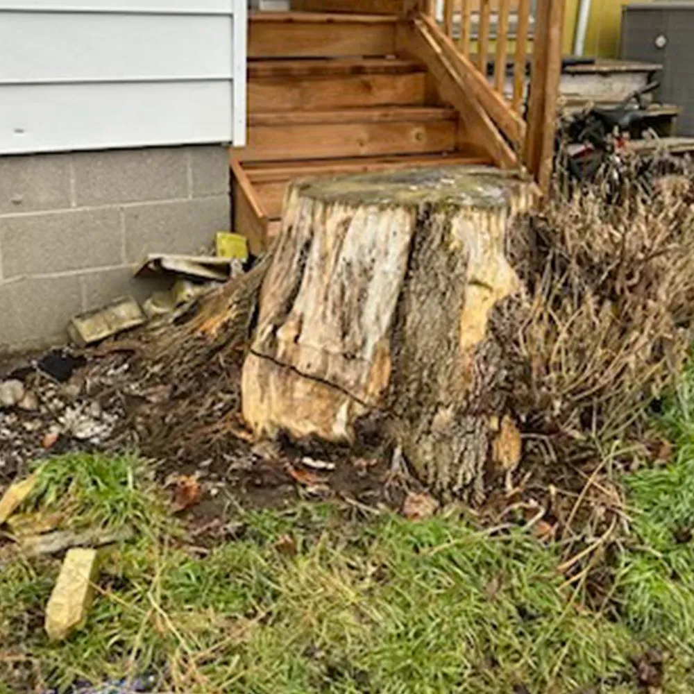 Hooks stumping tree trunk in chatham ontario