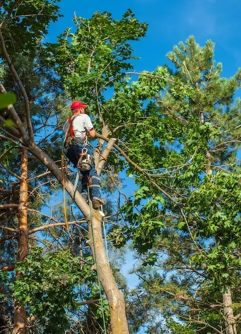 Professional tree trimming performed high in the canopy by Oregon City Tree Service.