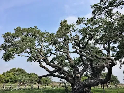 Heritage tree care and preservation provided by Oregon City Tree Service.