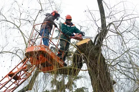 Power Line Tree Hazards Oregon City: Emergency Protocol and Utility Coordination