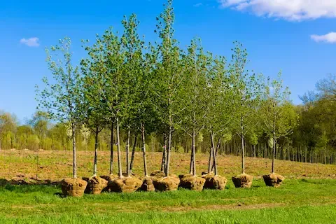 Tree planting and landscape installation by Oregon City Tree Service.
