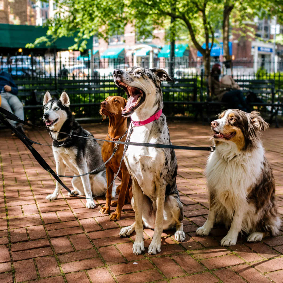 dog board and train, training for dogs, obedience training, dog trainer near me, board and train for aggressive/reactive dog, potty training, dog trainer, dog trainer near me, dog boarding near me, puppy training classes near me, dog won't listen, "dog pulling on leash, dog jumping on people, how to stop dog from barking, reactive dog help, puppy training, puppy, recall, off leash, bad dog
