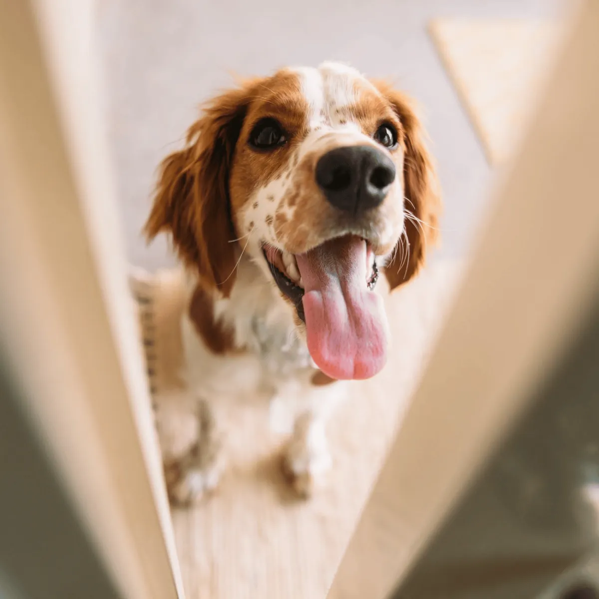 dog board and train, training for dogs, obedience training, dog trainer near me, board and train for aggressive/reactive dog, potty training, dog trainer, dog trainer near me, dog boarding near me, puppy training classes near me, dog won't listen, "dog pulling on leash, dog jumping on people, how to stop dog from barking, reactive dog help, puppy training, puppy, recall, off leash, bad dog