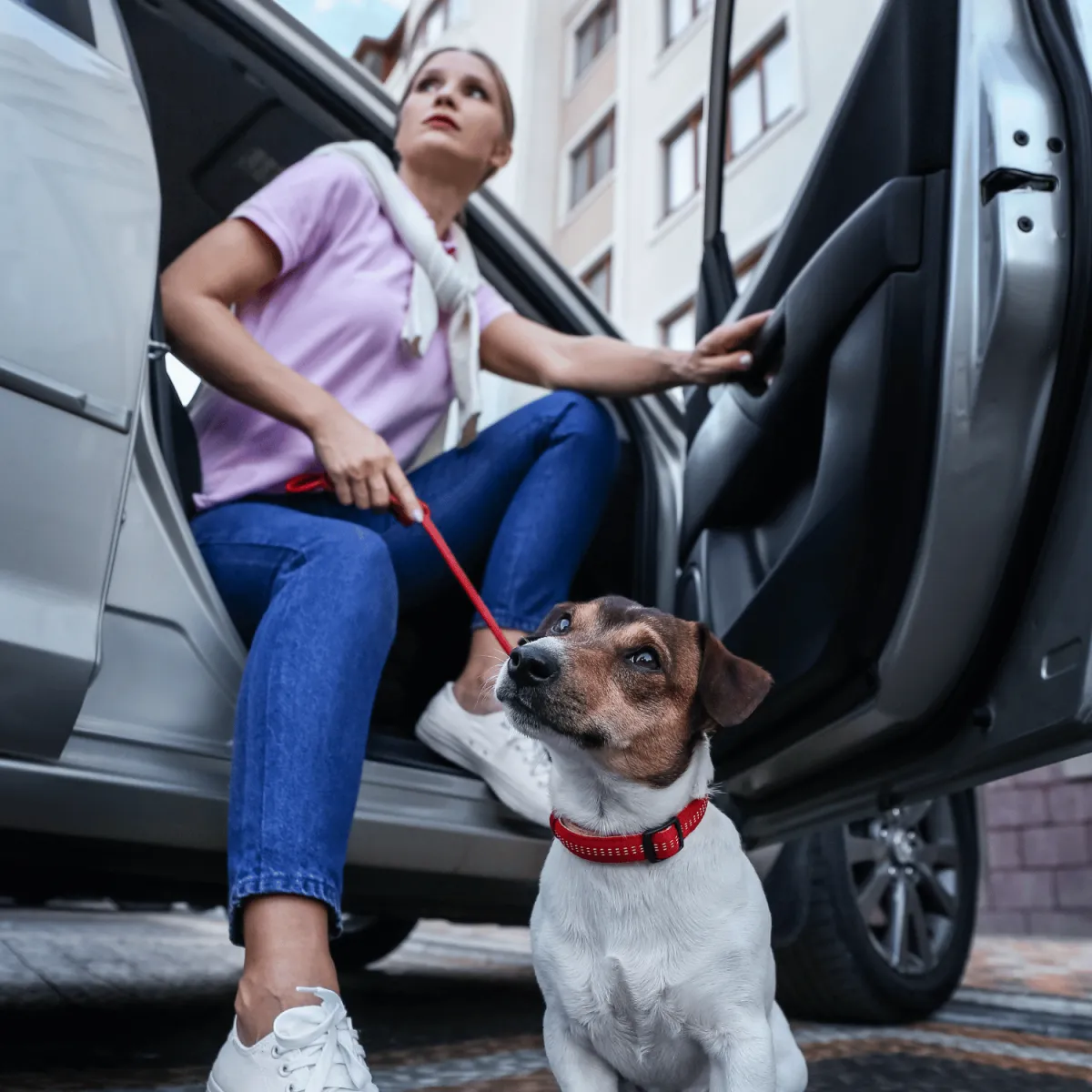 dog board and train, training for dogs, obedience training, dog trainer near me, board and train for aggressive/reactive dog, potty training, dog trainer, dog trainer near me, dog boarding near me, puppy training classes near me, dog won't listen, "dog pulling on leash, dog jumping on people, how to stop dog from barking, reactive dog help, puppy training, puppy, recall, off leash, bad dog