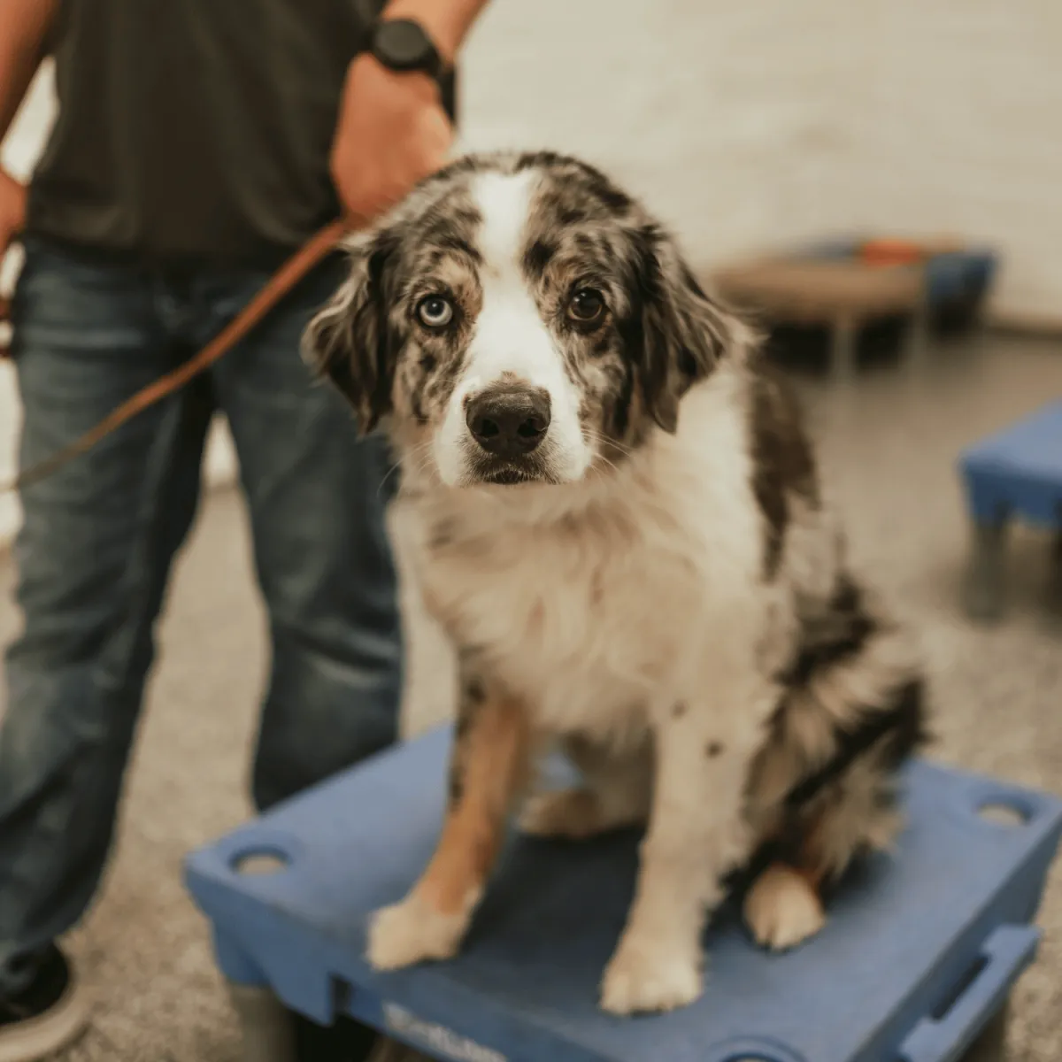 dog board and train, training for dogs, obedience training, dog trainer near me, board and train for aggressive/reactive dog, potty training, dog trainer, dog trainer near me, dog boarding near me, puppy training classes near me, dog won't listen, "dog pulling on leash, dog jumping on people, how to stop dog from barking, reactive dog help, puppy training, puppy, recall, off leash, bad dog