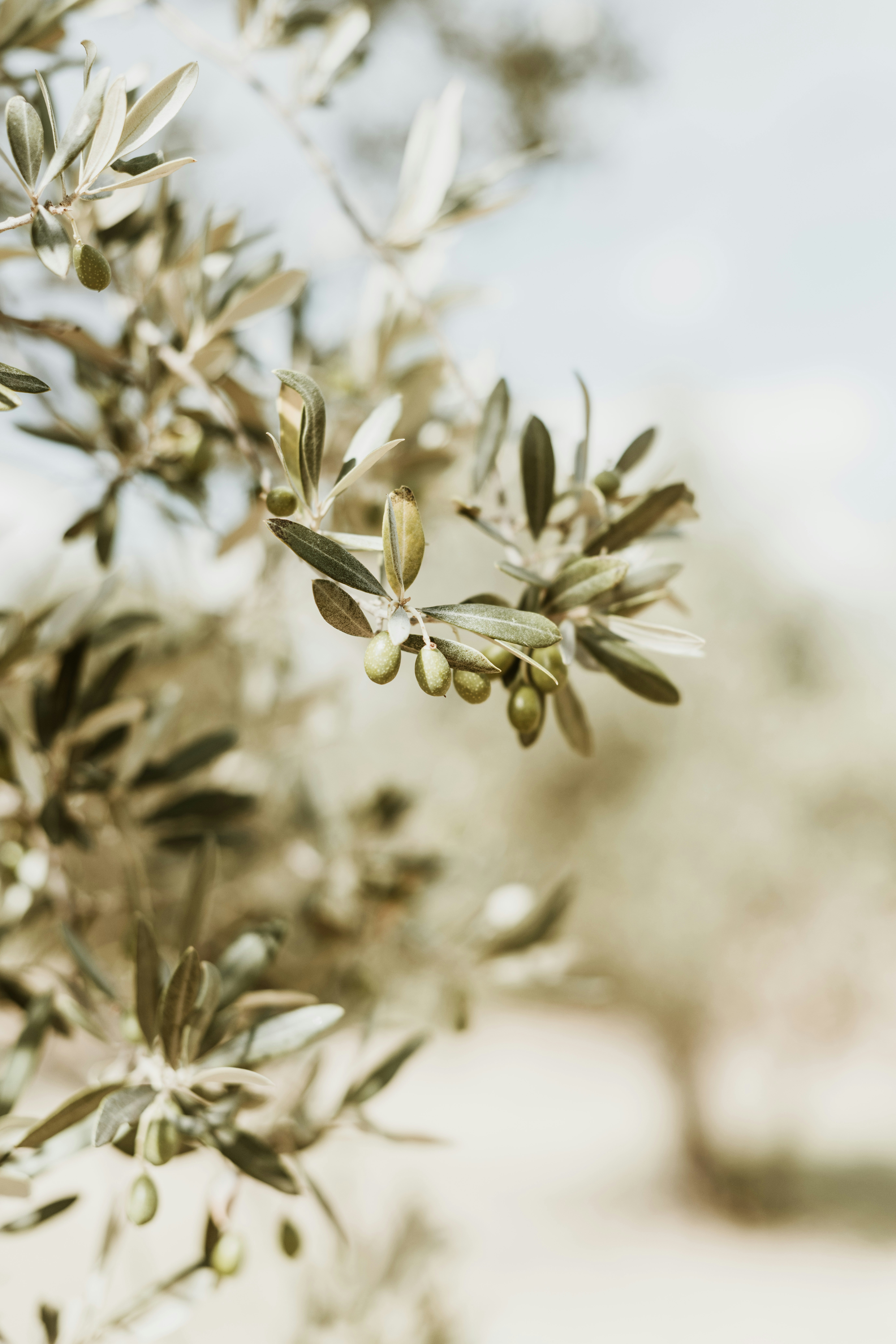 Saine founder Colleen Smith, holistic nutritionist supporting women in perimenopause and menopause