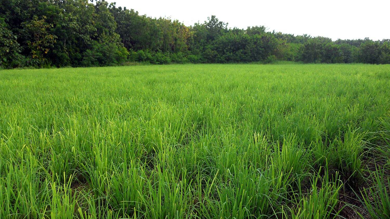 Lemongrass Plant