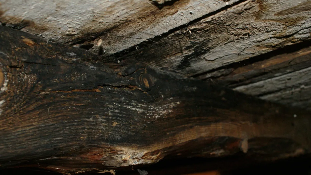 wood rot