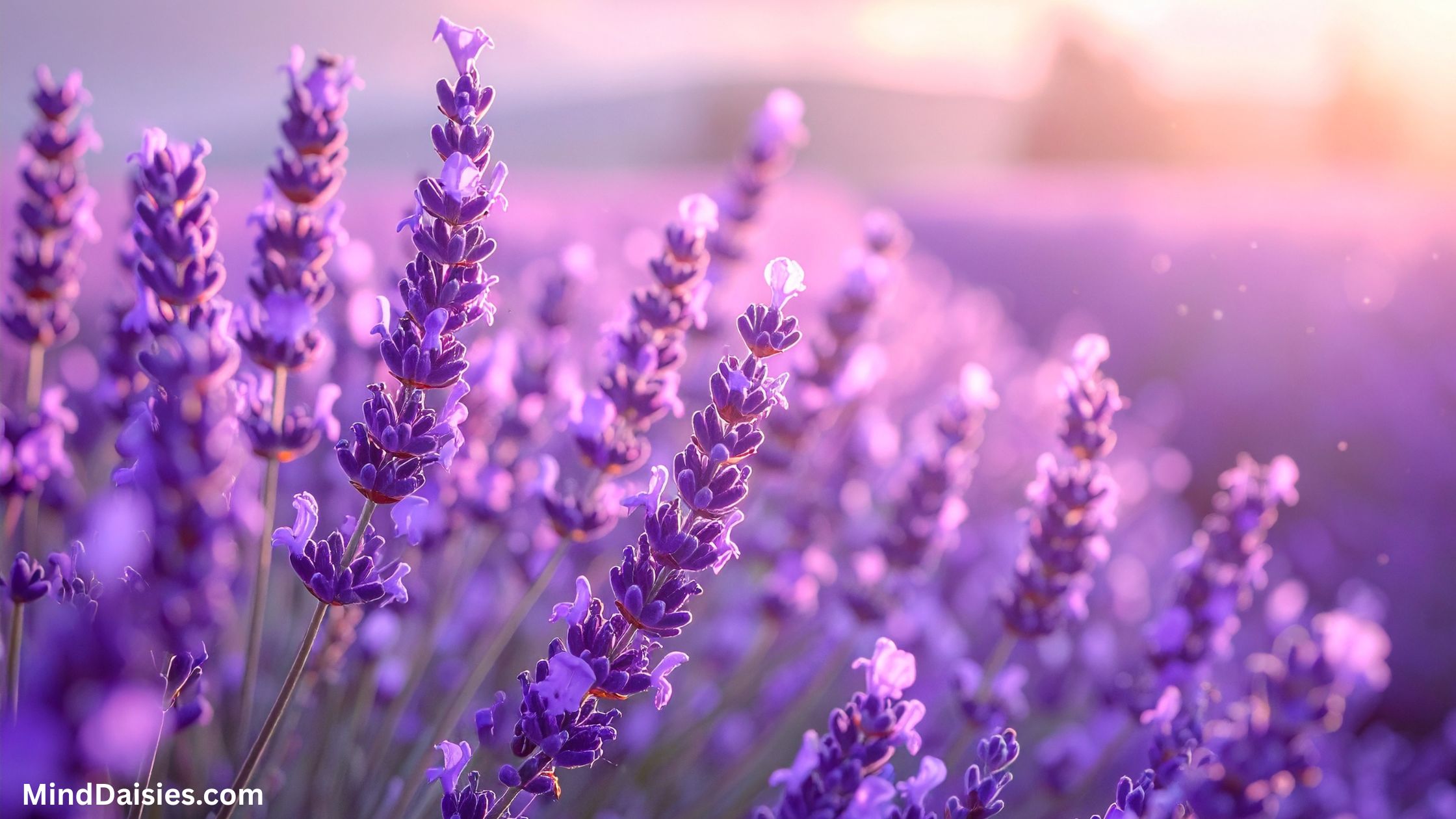 The Magic of Mindfulness