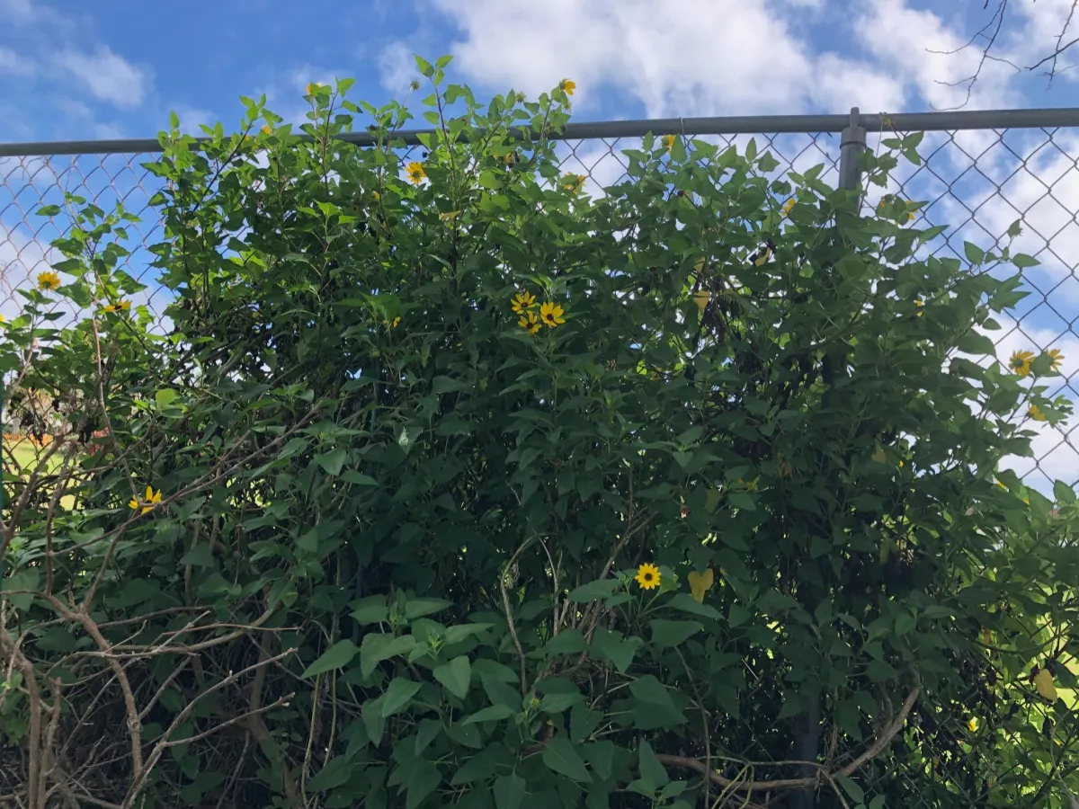 Beach sunflowers in my garden