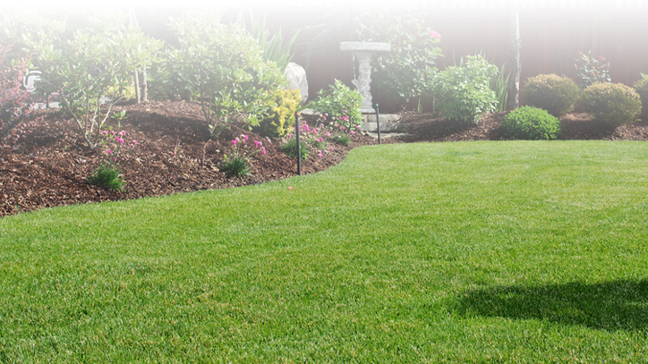 Lawn Repair & Renovation