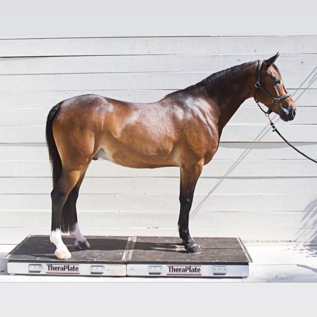 Horse Standing On Theraplate