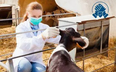 Veterinarian checking on a goat