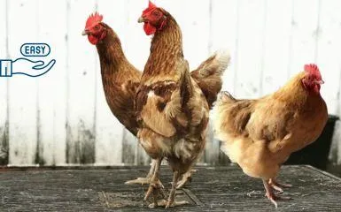 Chickens on the TheraPlate