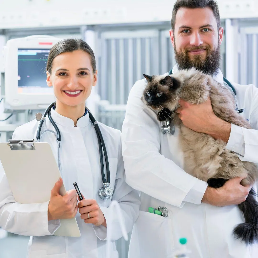 Veterinarians with a cat