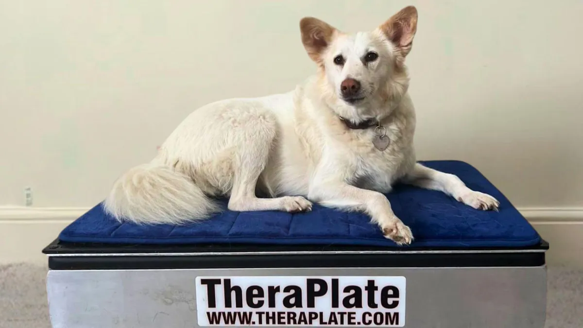 Dog resting on the TeraPlate