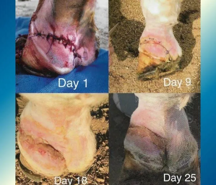 Healing progress of a cattle's hooff