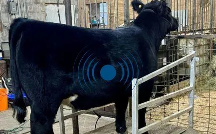 Cattle relaxing on the TheraPlate