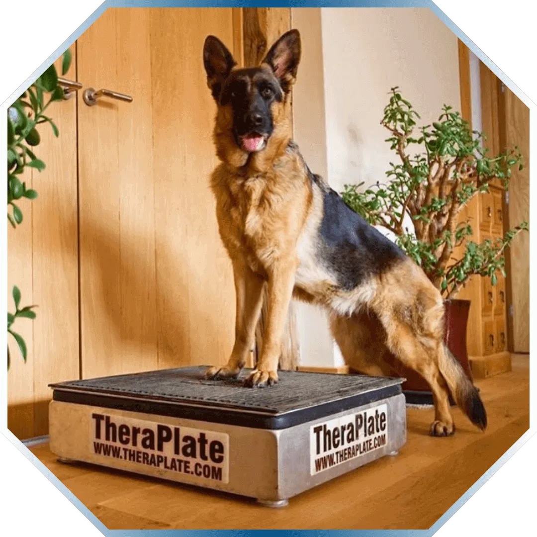 German Shepherd on the Theraplate