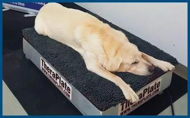 Dog sleeping on the TheraPlate