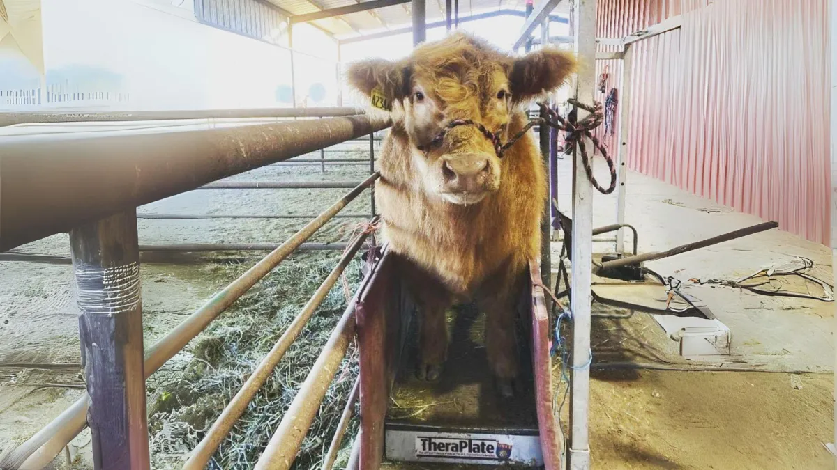 A cattle having a therapy session on TheraPlate