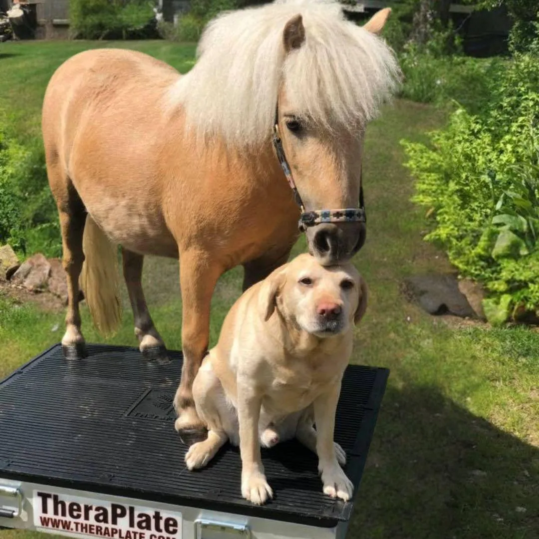 Mini and dog sharing space on the TheraPlate