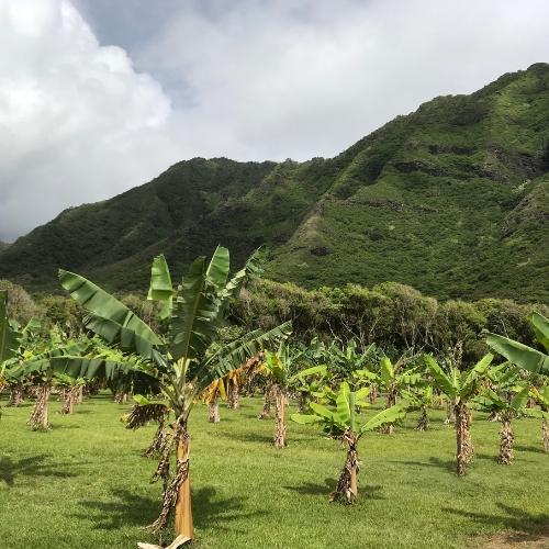 Banana Trees in front of Kualoa Valley