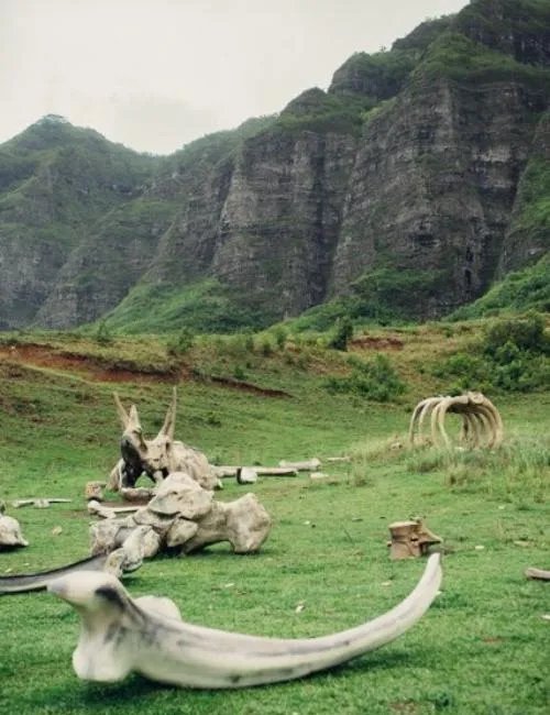 Bone yard in the Kualoa Valley