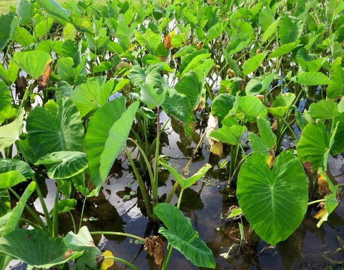 Taro Plant