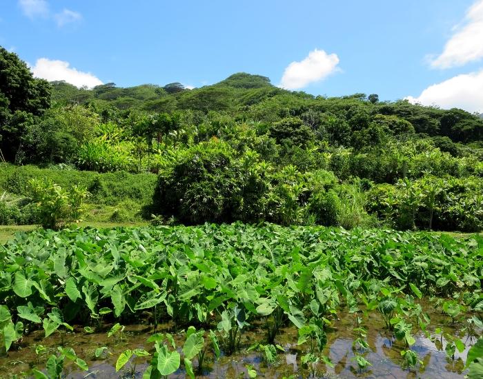 Taro Farm