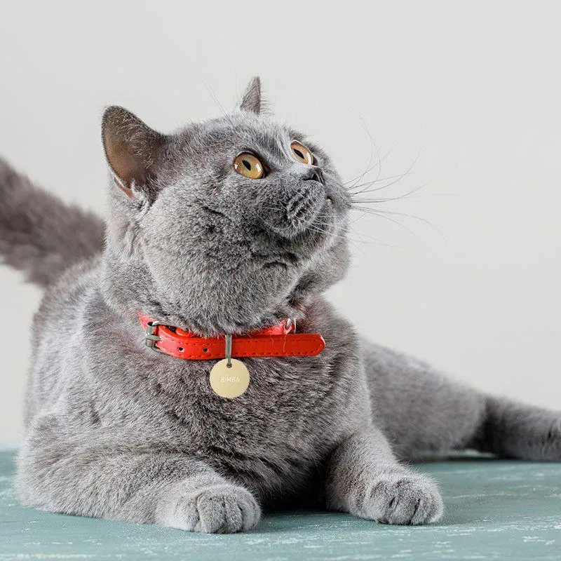 blue and green peacock feather
