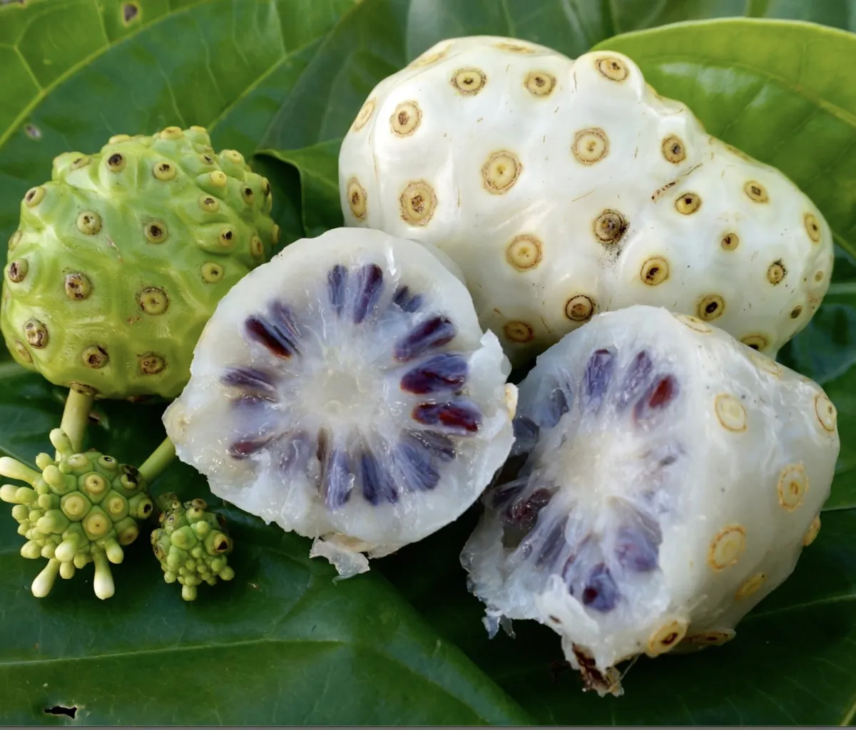 noni 