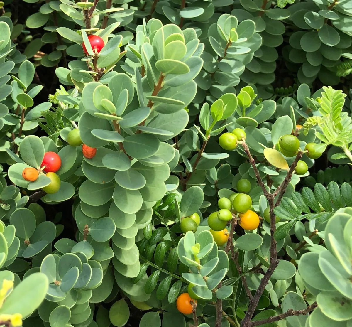 akia -hawaiian plant