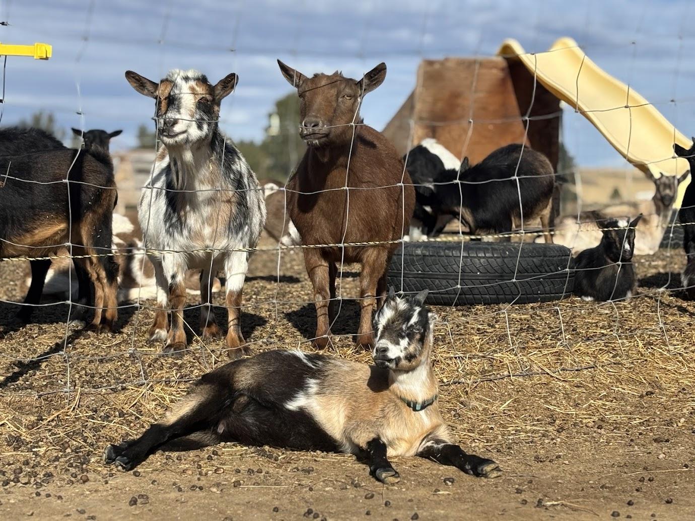 Fresh harvest from Cole Canyon Farm in a wooden crate