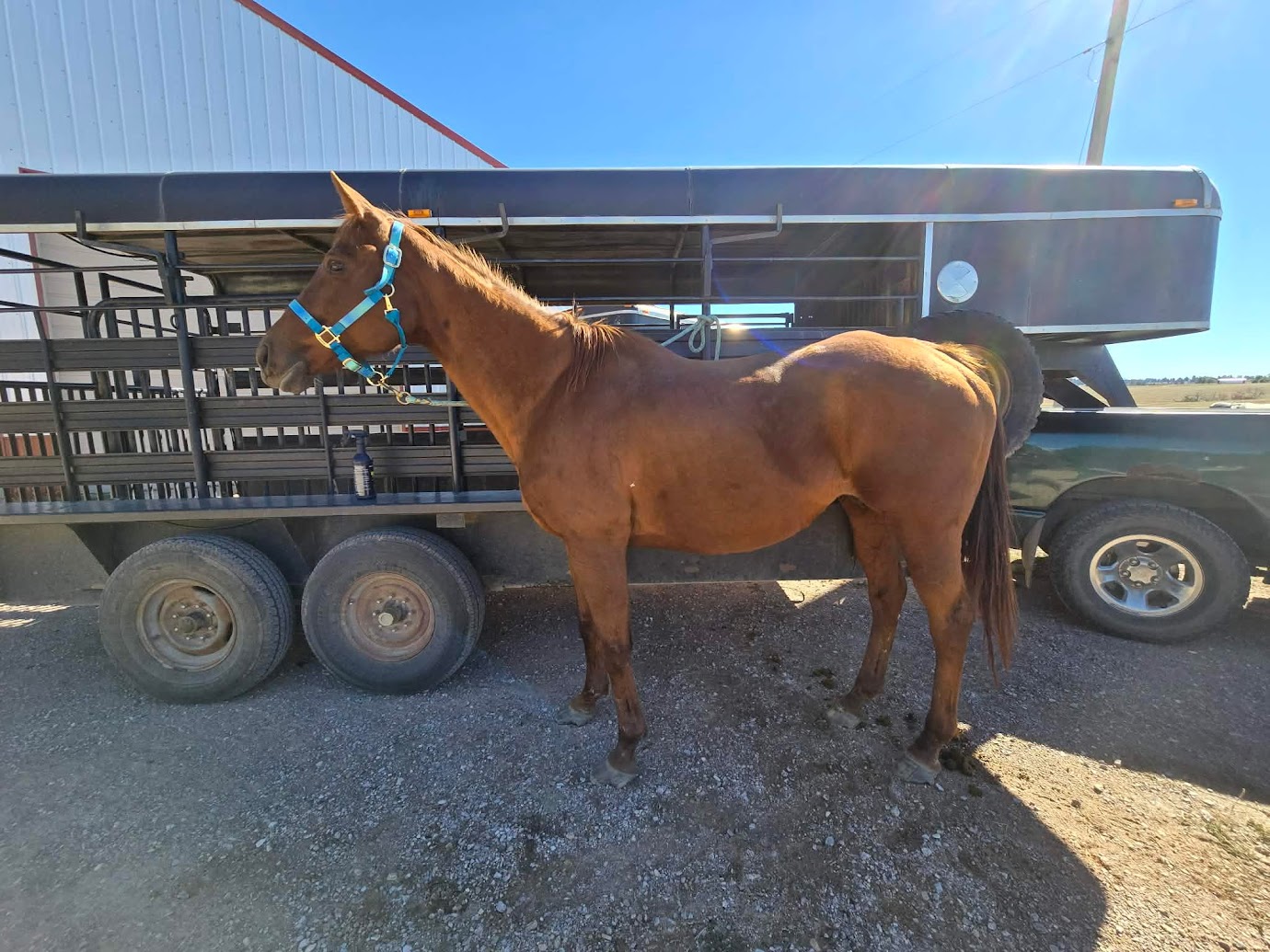 Horse at Cole Canyon Farm