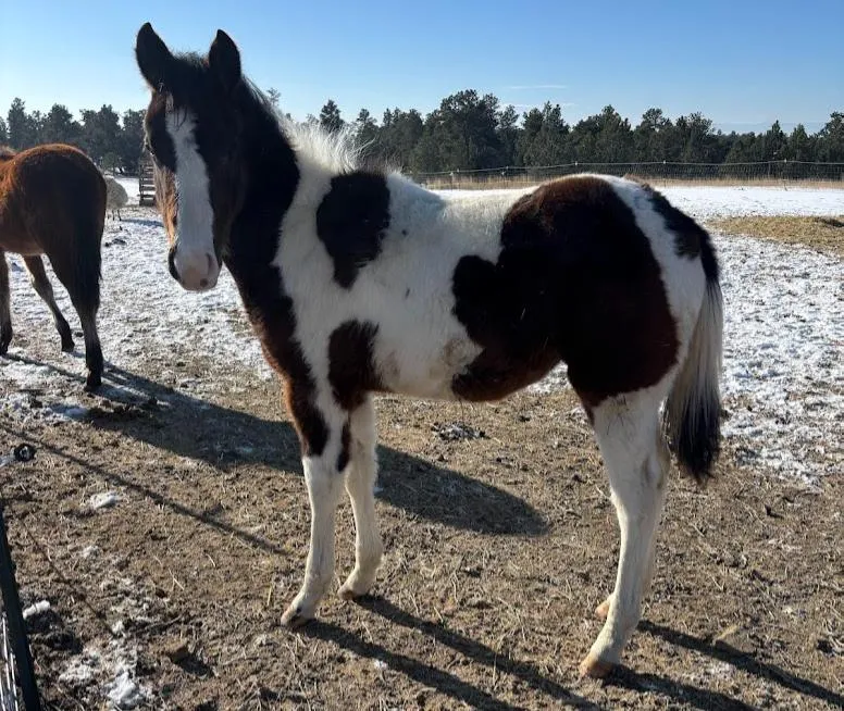 Horse at Cole Canyon Farm