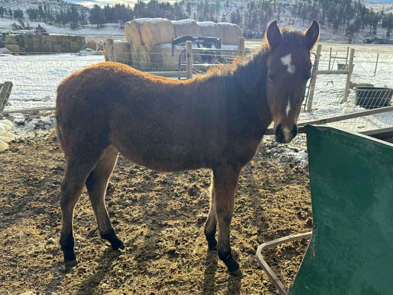 Horse at Cole Canyon Farm