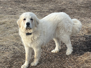 Farm dog at Cole Canyon Farm