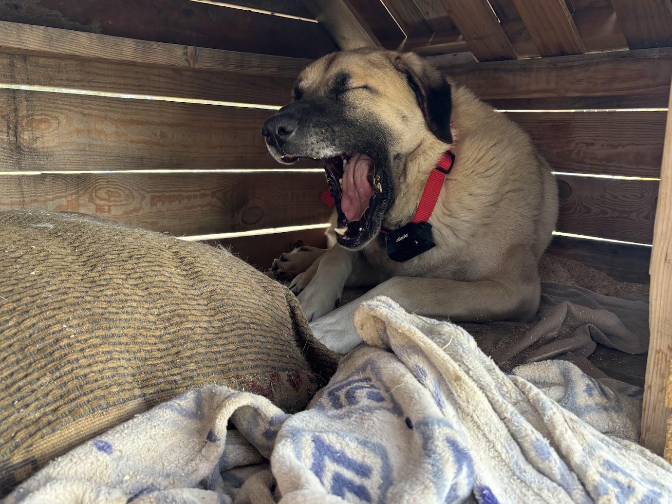 Farm dog at Cole Canyon Farm