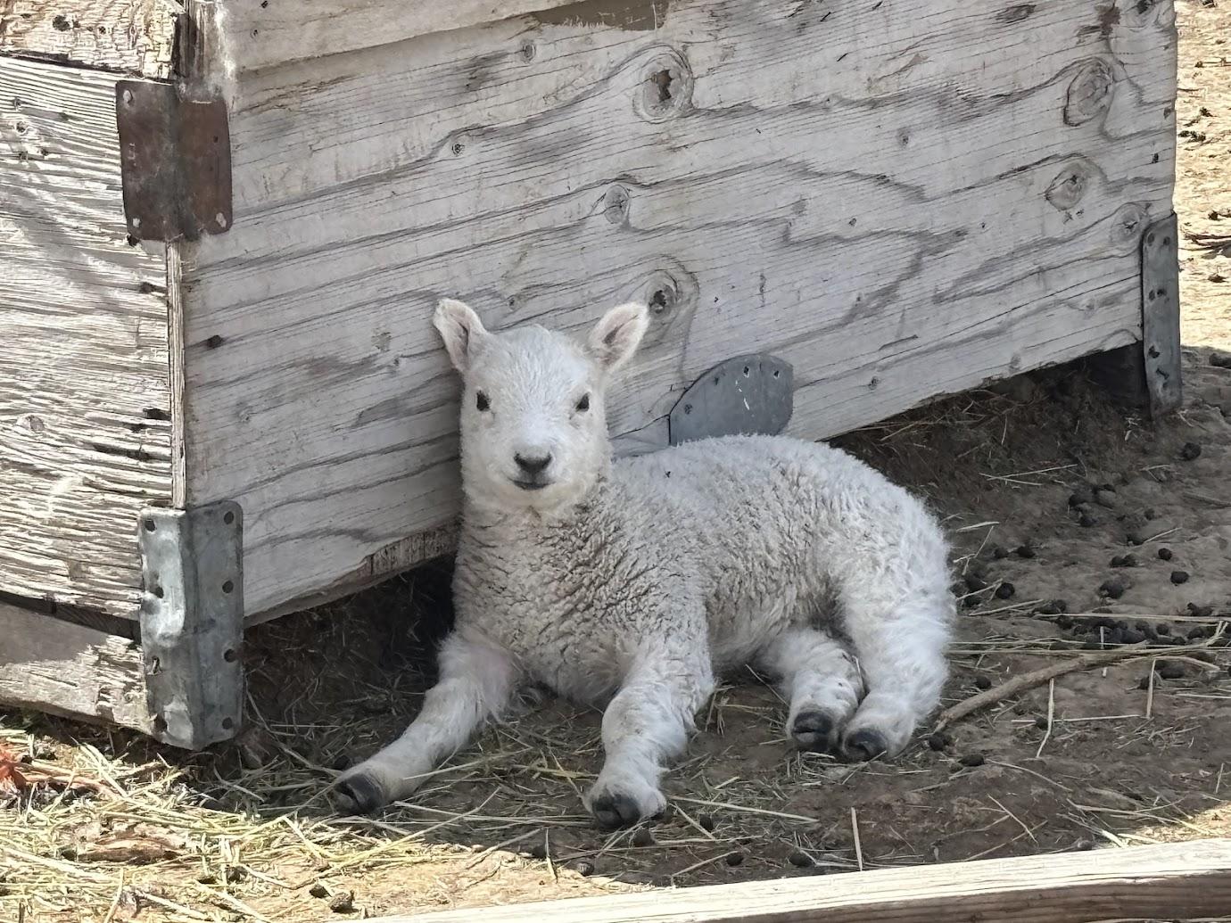 Sheep at Cole Canyon Farm